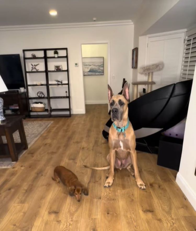 two dogs in house