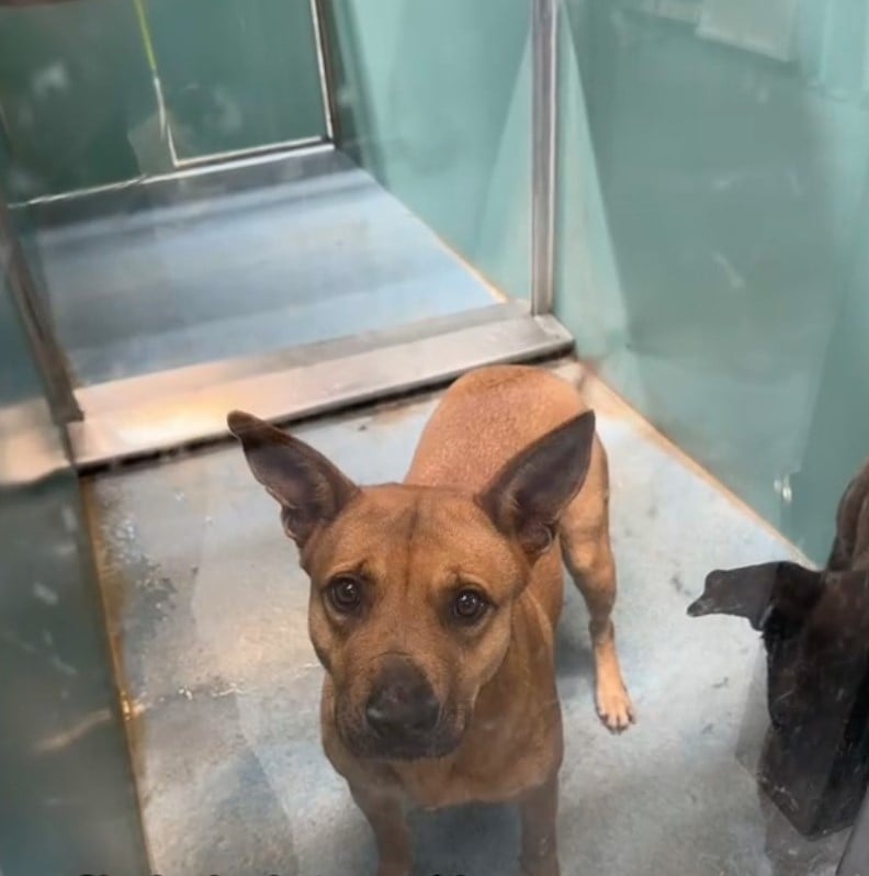 two dogs in shelter