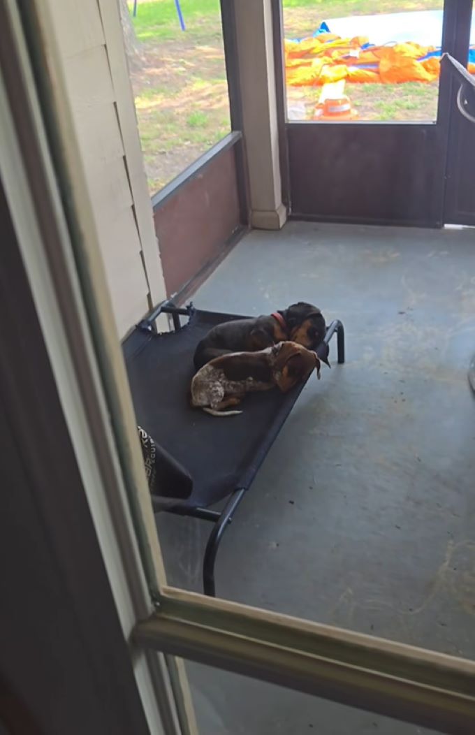 two dogs laying down