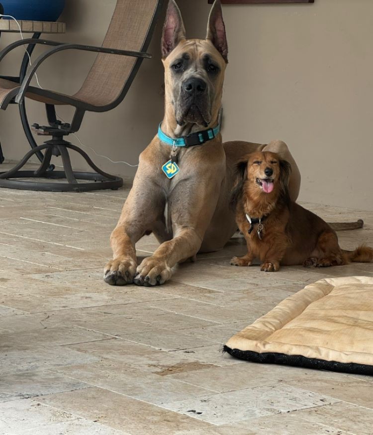 two dogs laying together