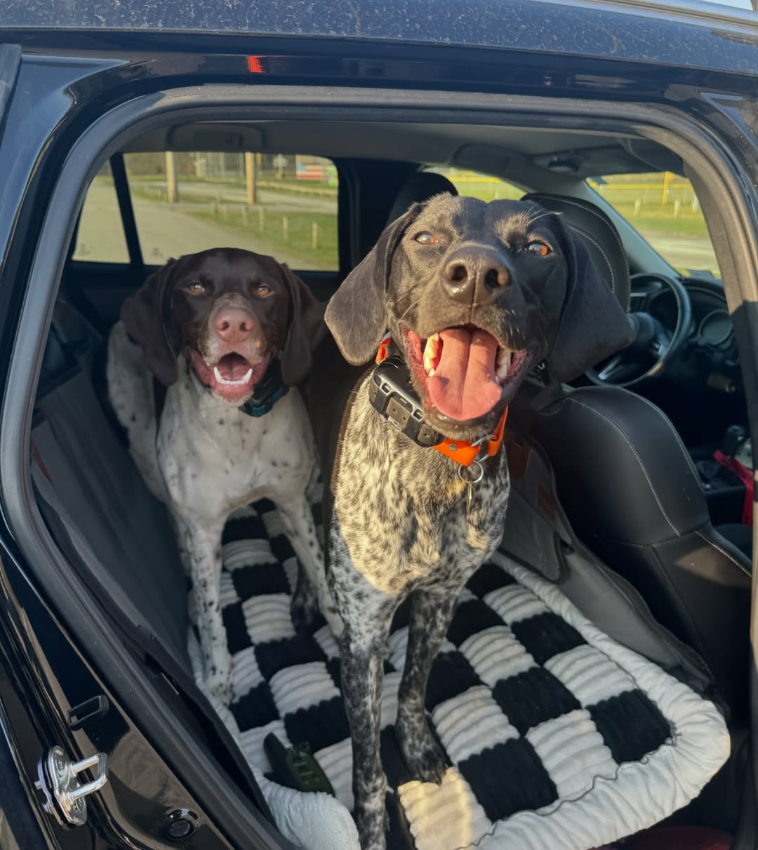 two dogs on back seat