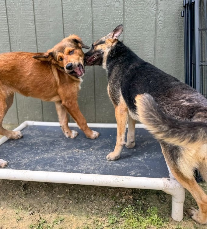 two dogs playing together