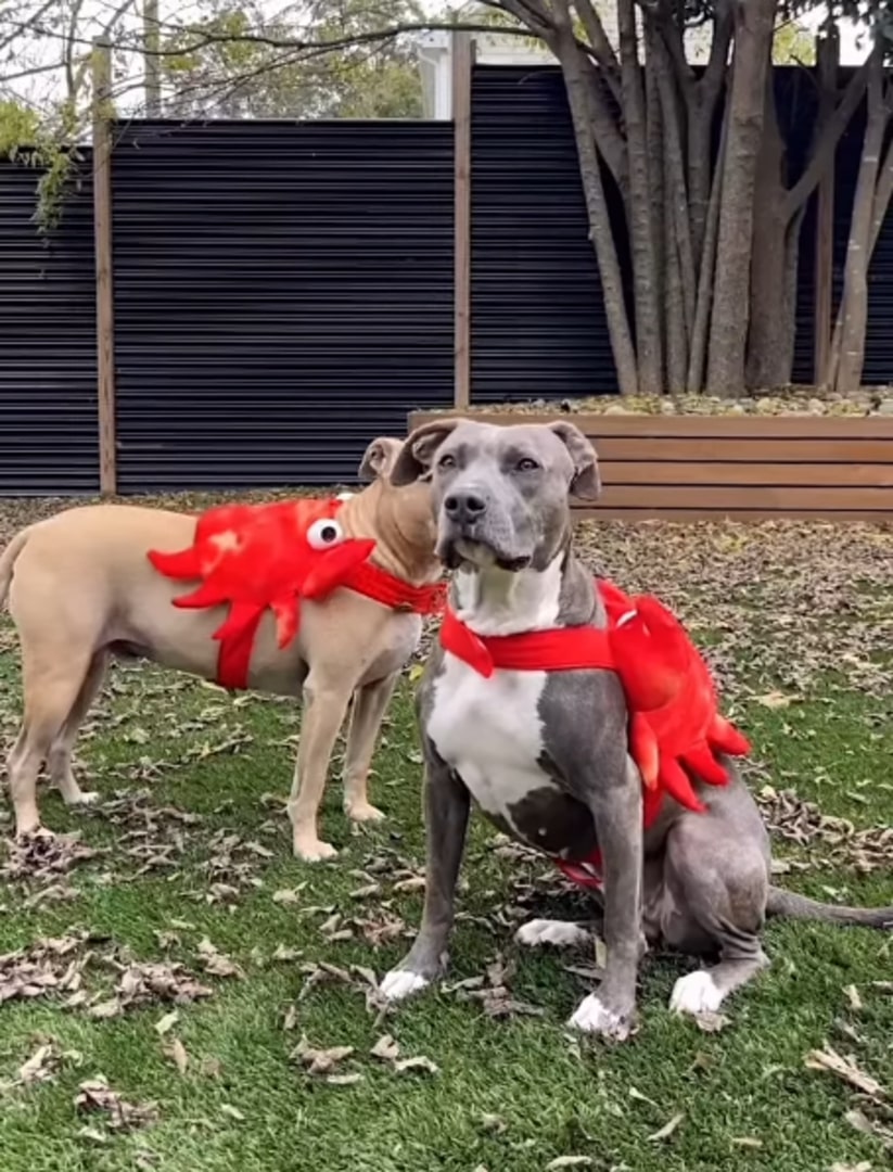 two dogs wearing a costume