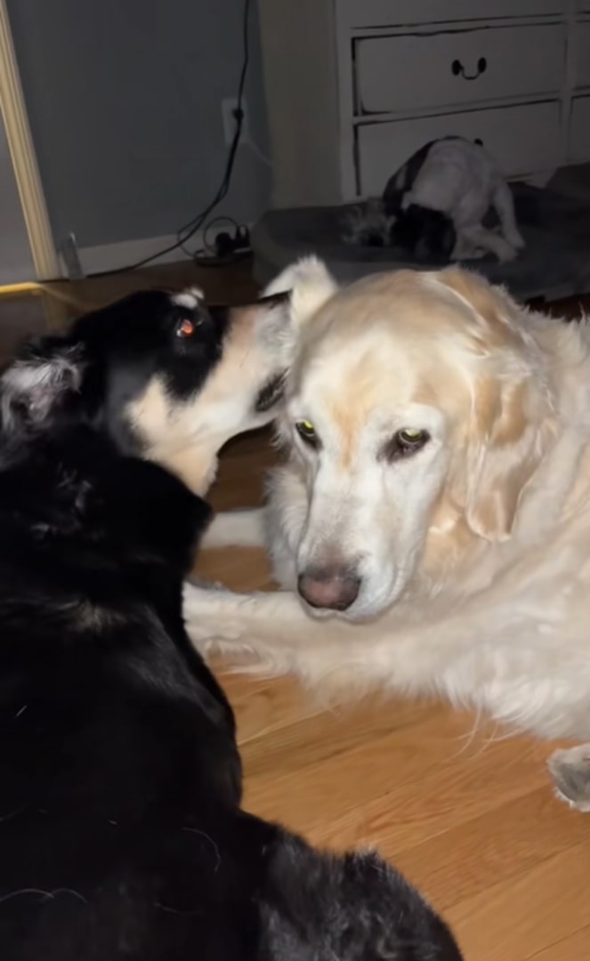 two dogs