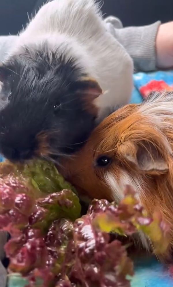 two guinea pigs