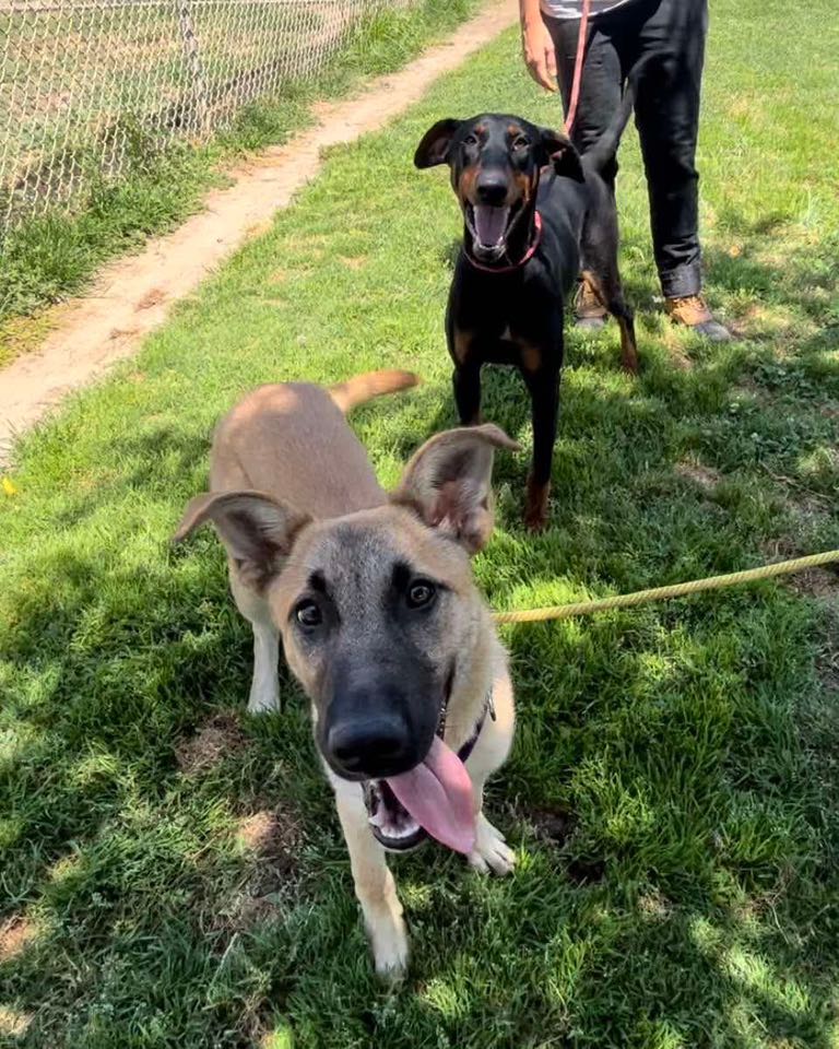 two happy dogs