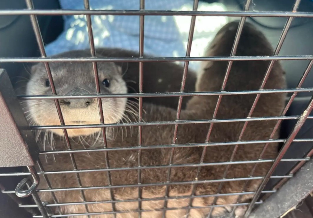 two otters in cage