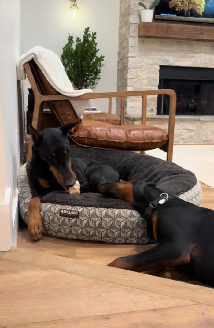 two sweet black dogs
