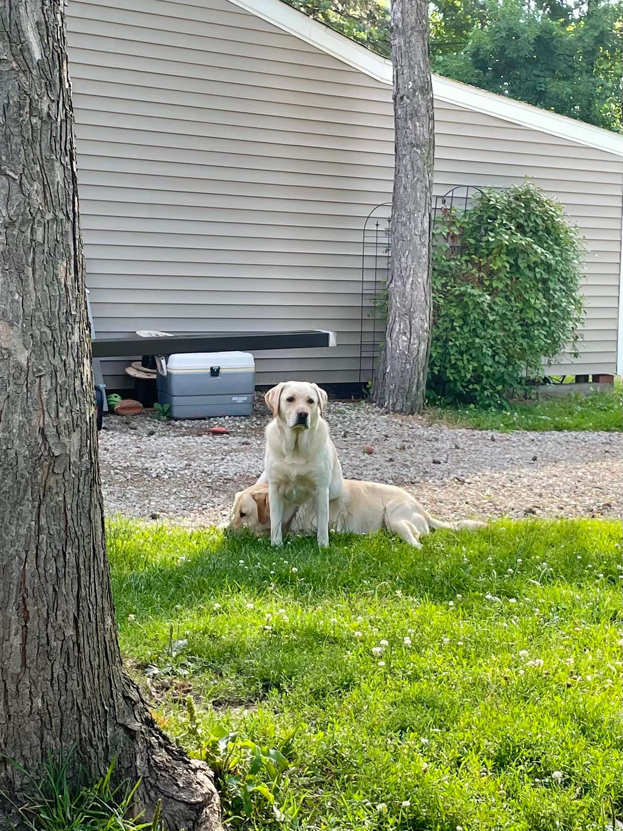 two sweet dogs in garden