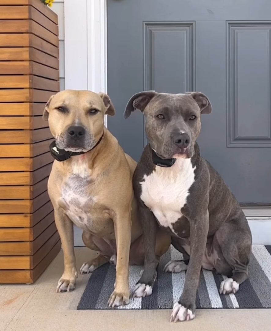two sweet dogs sitting in front of house