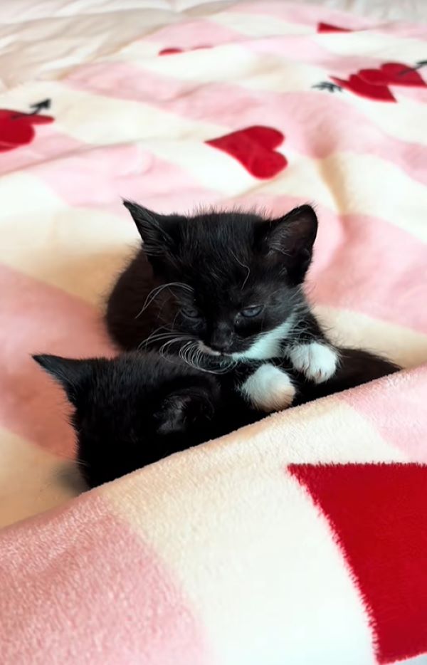 two tiny kittens
