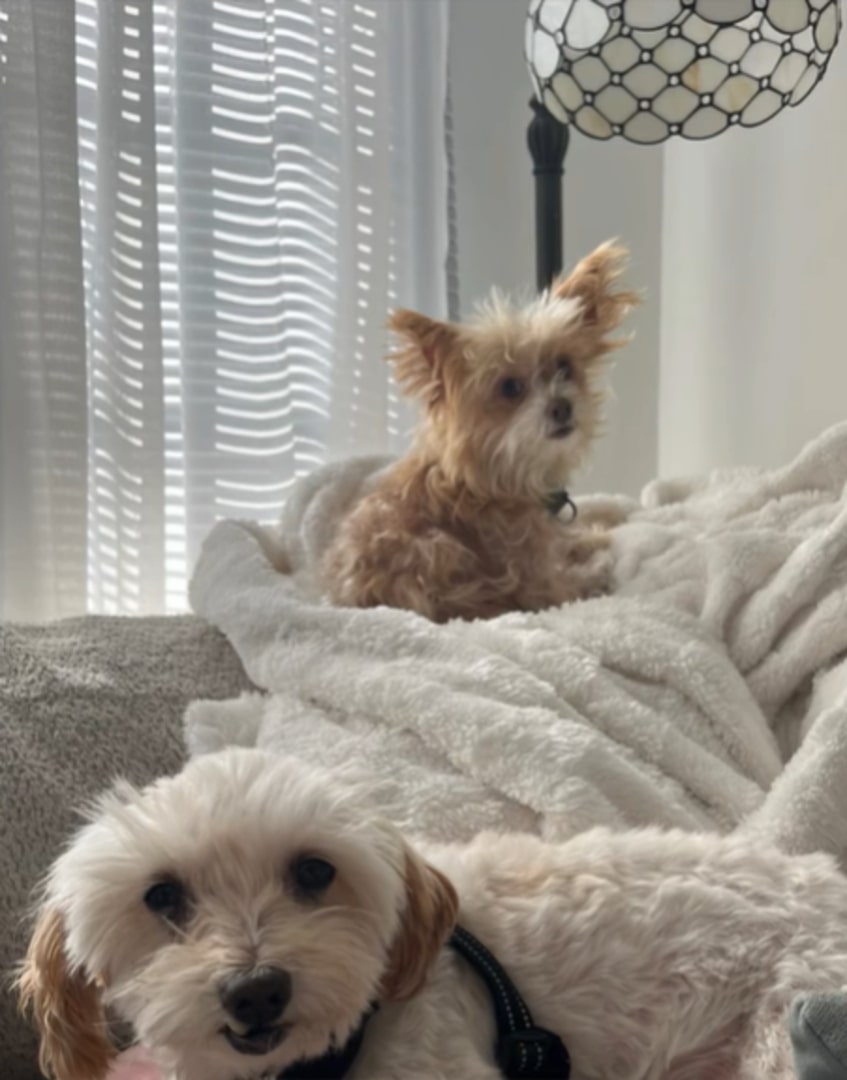 two very beautiful dogs