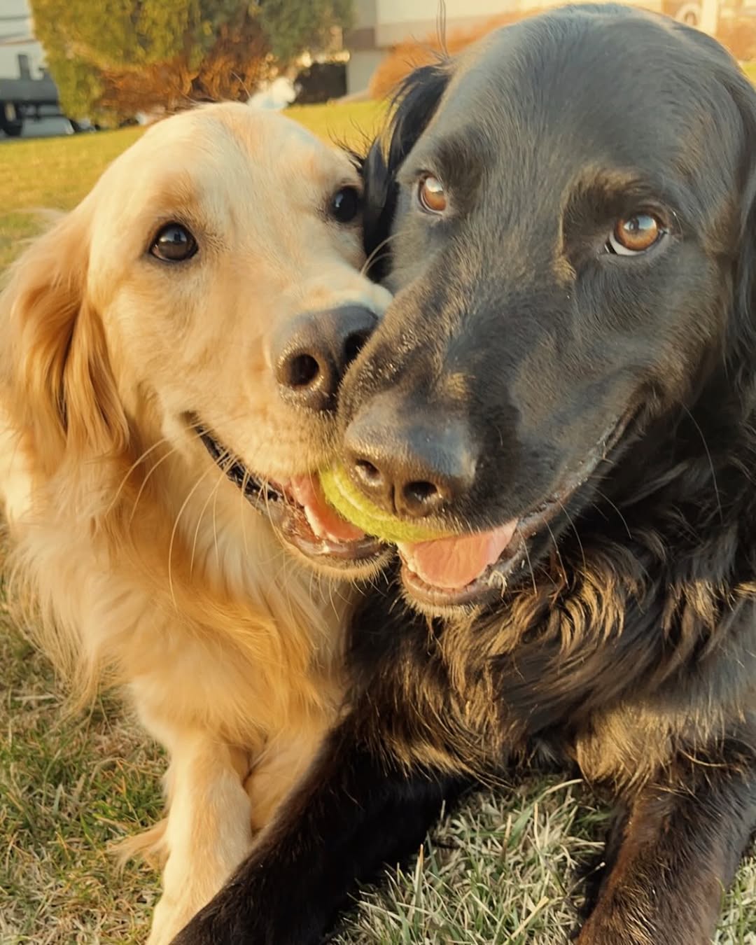 two very cute dogs