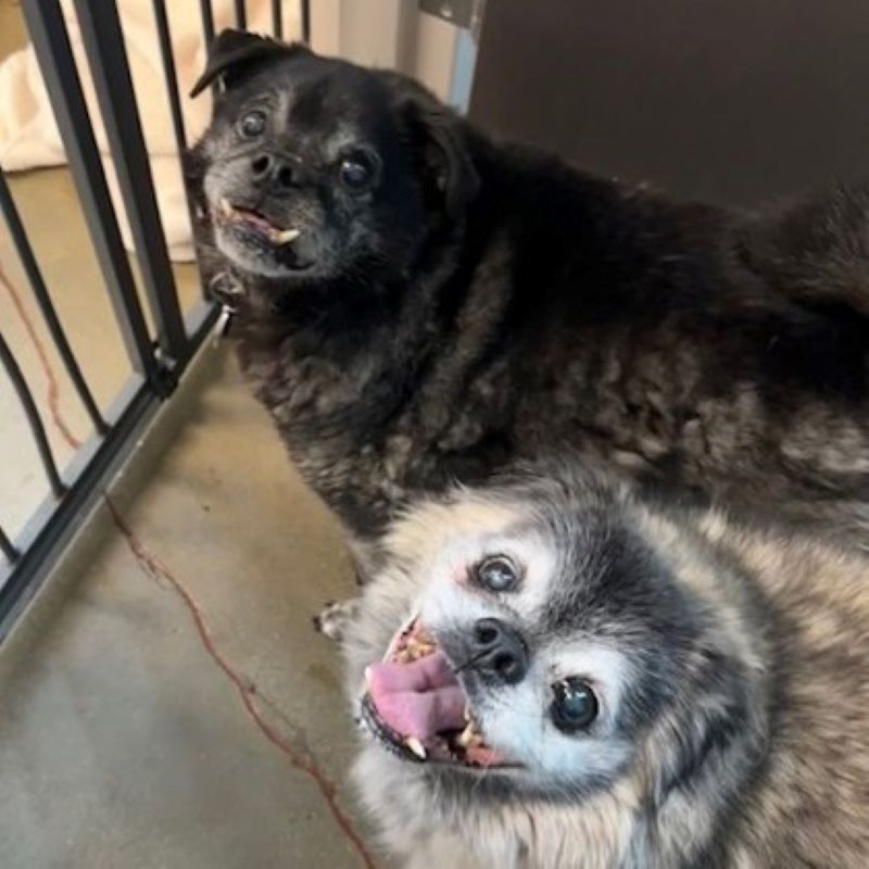 two very sweet dogs