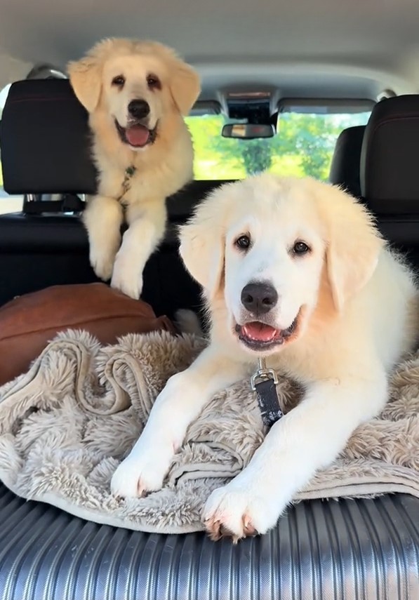 two white dogs in car