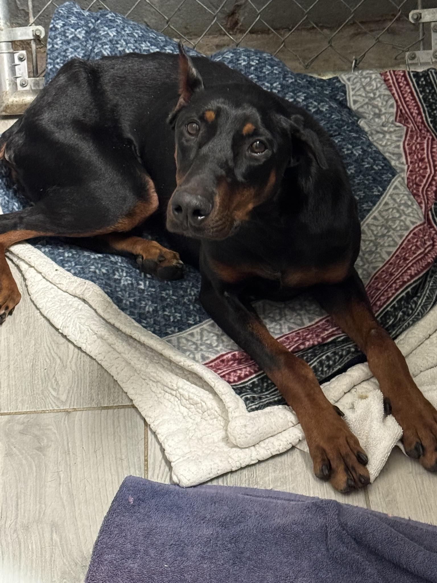 very beautiful black dog