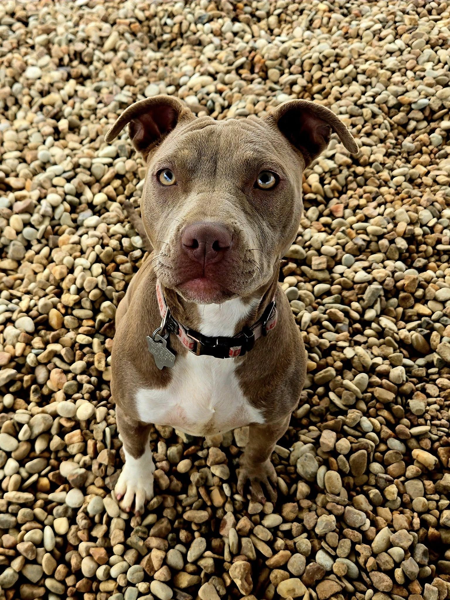 very beautiful senior dog