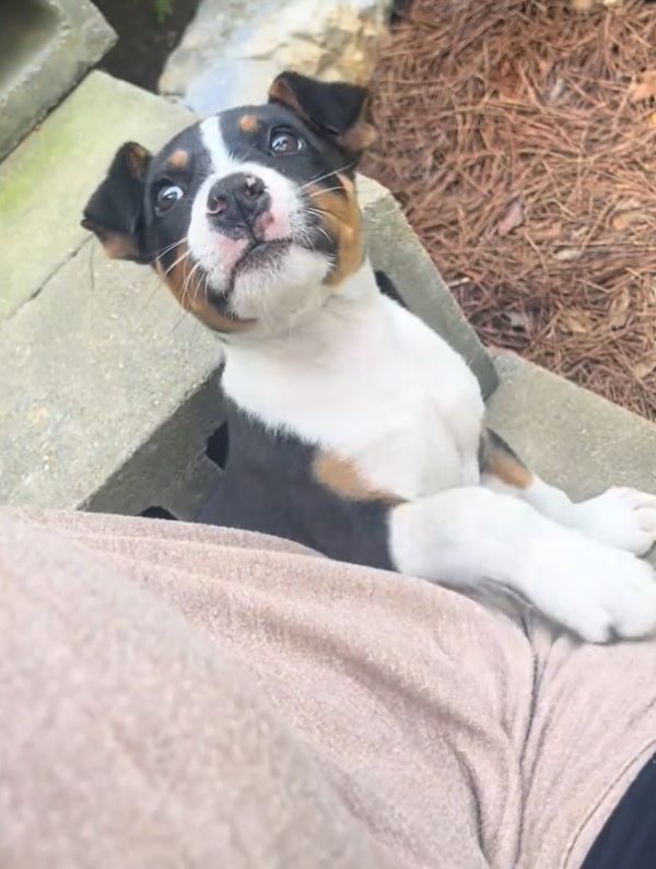 very beautiful tiny dog