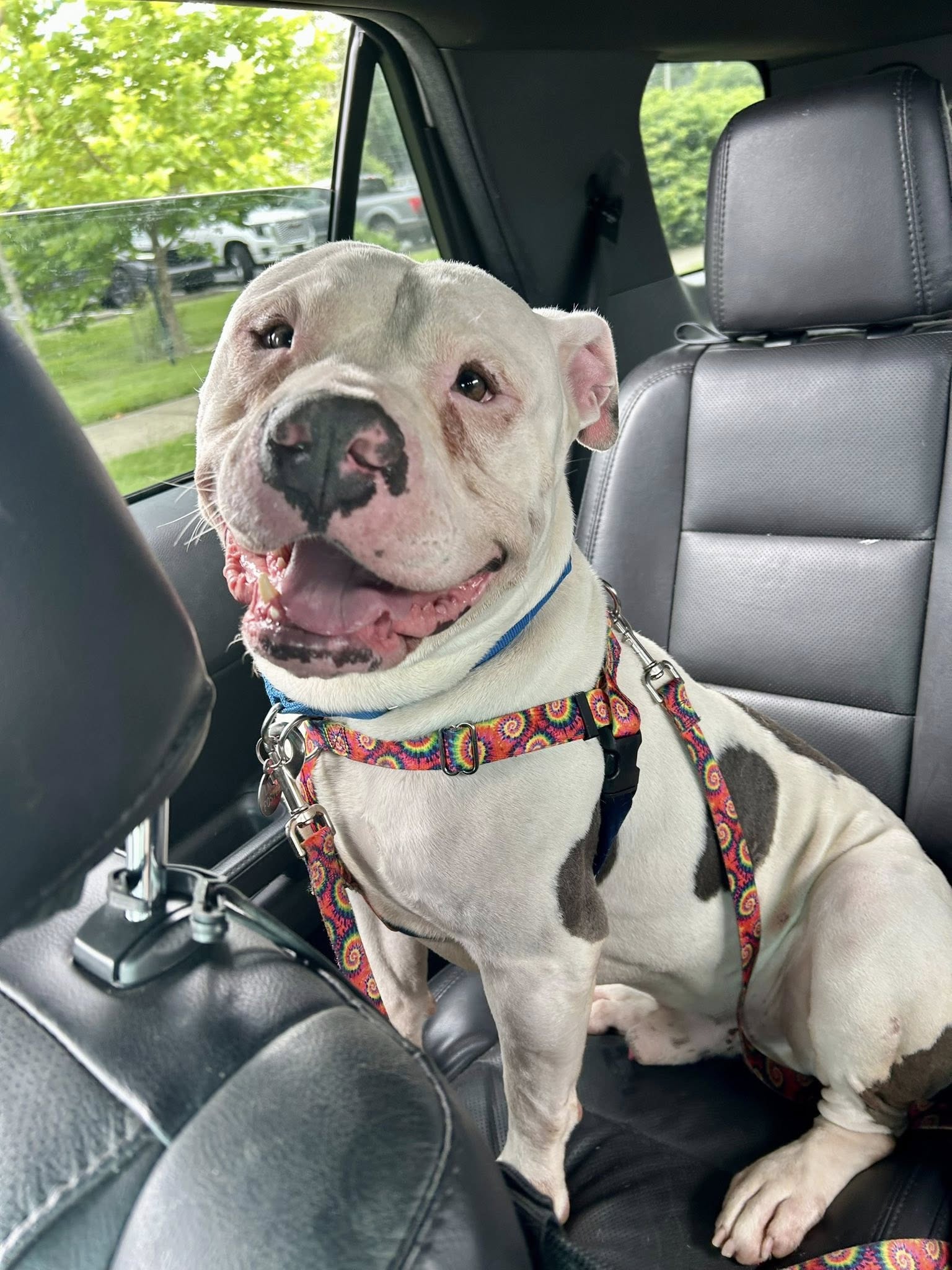 very beautiful white dog in car