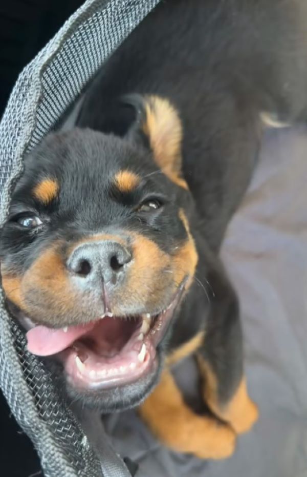 very cute black puppy