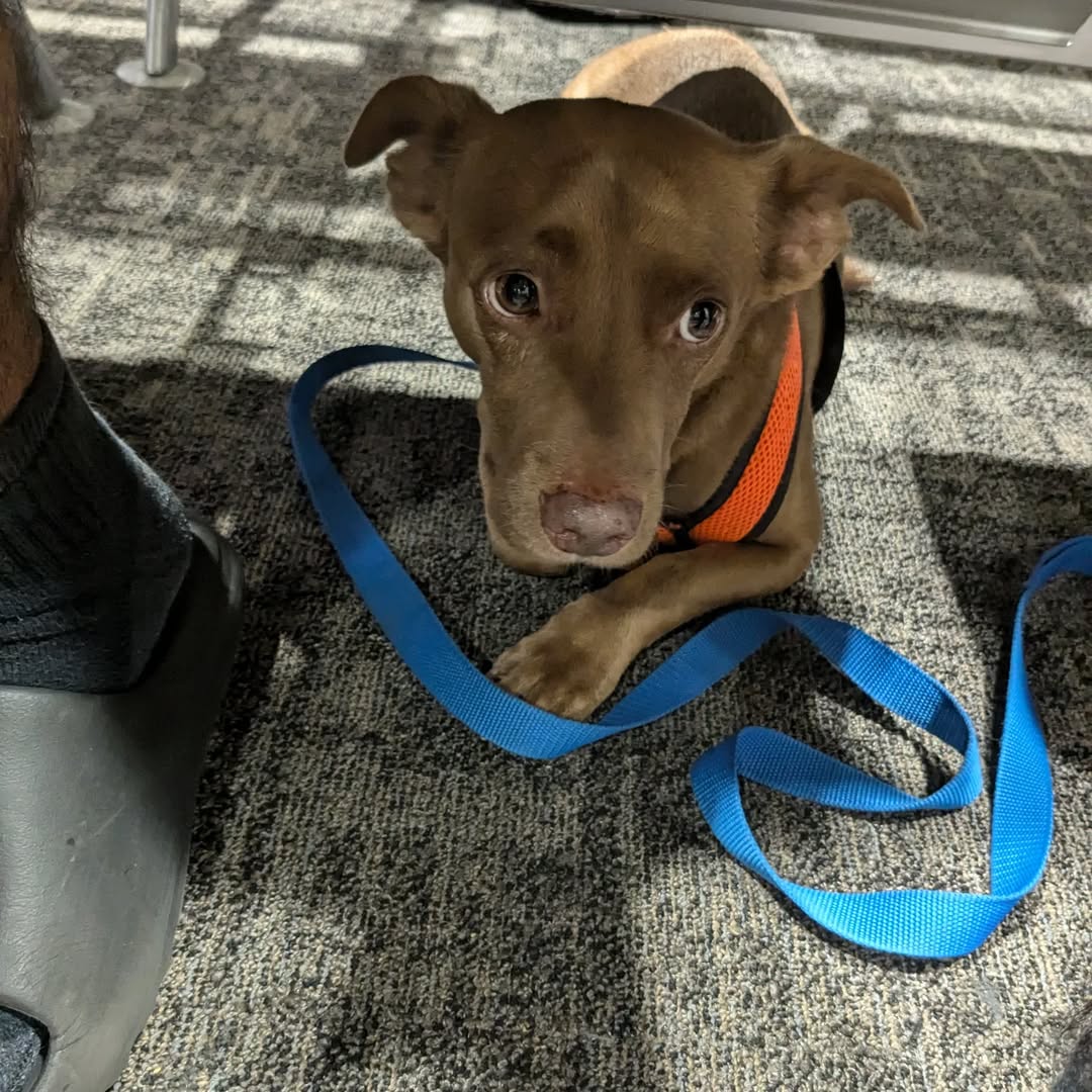 very cute dog laying down