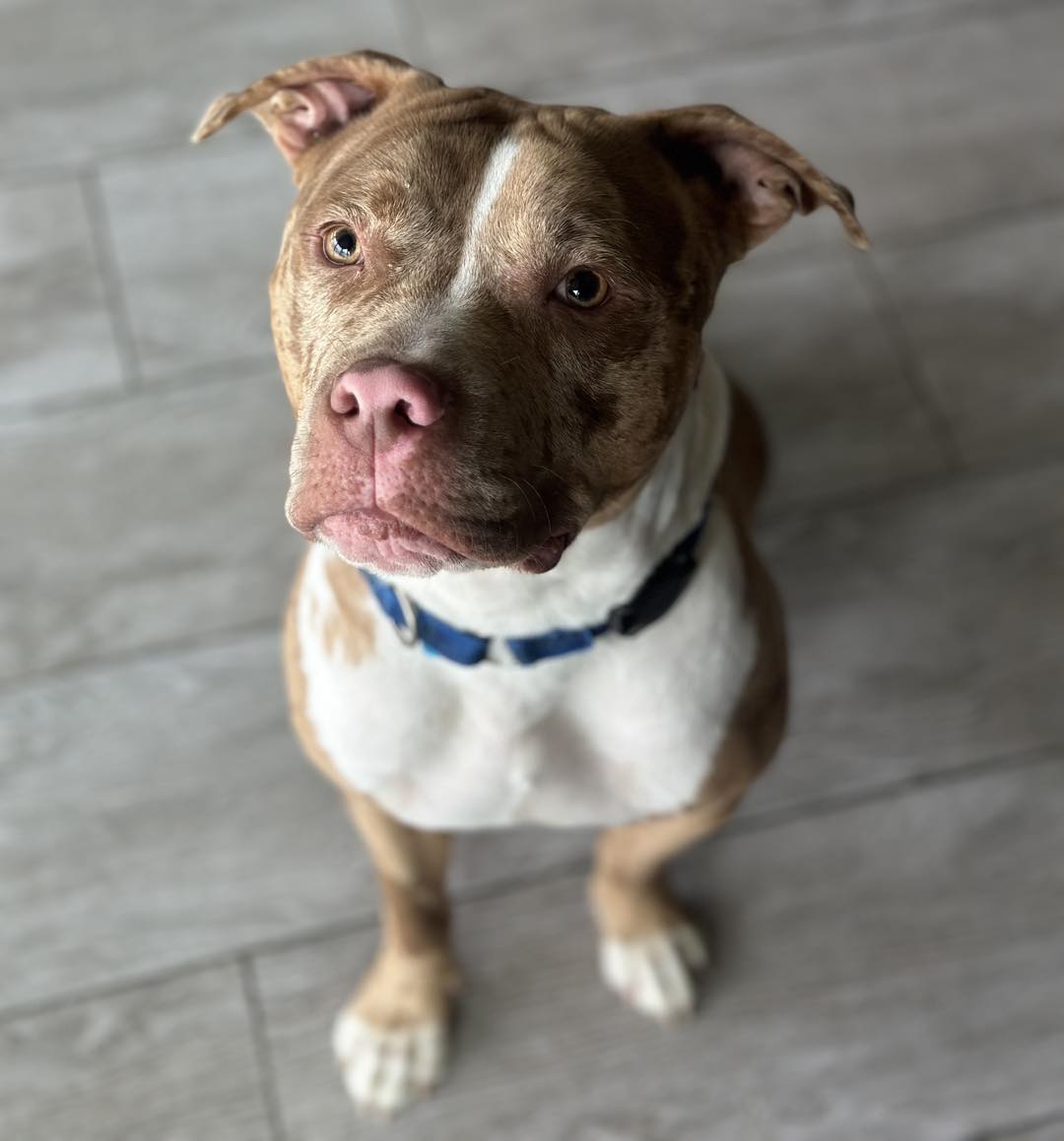 very cute senior dog