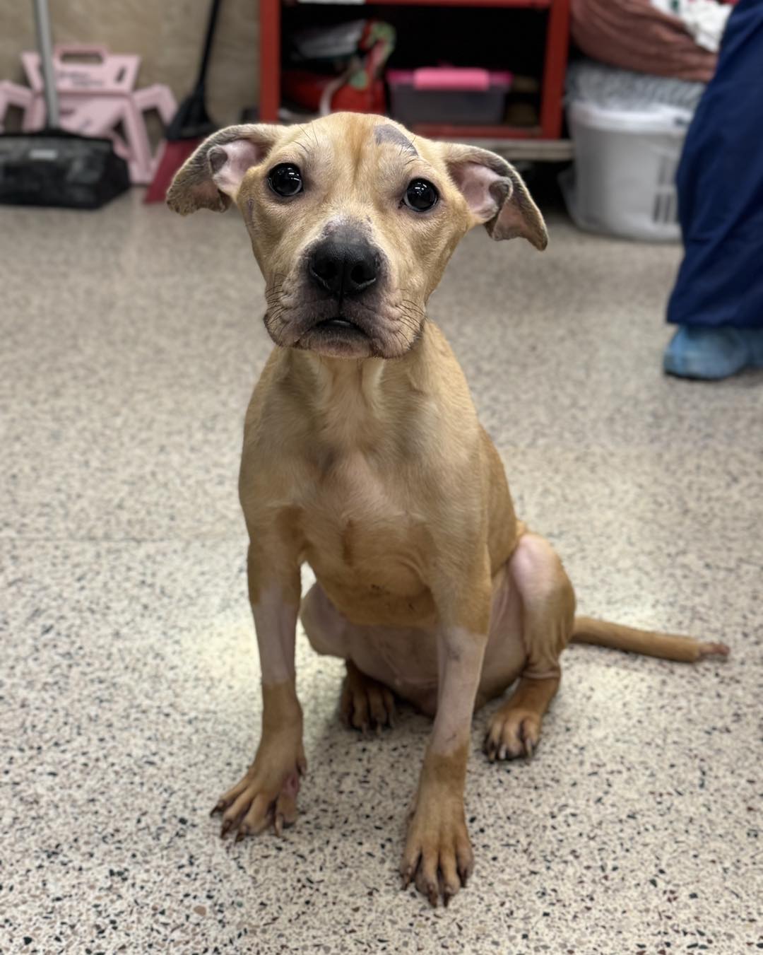 very skinny dog