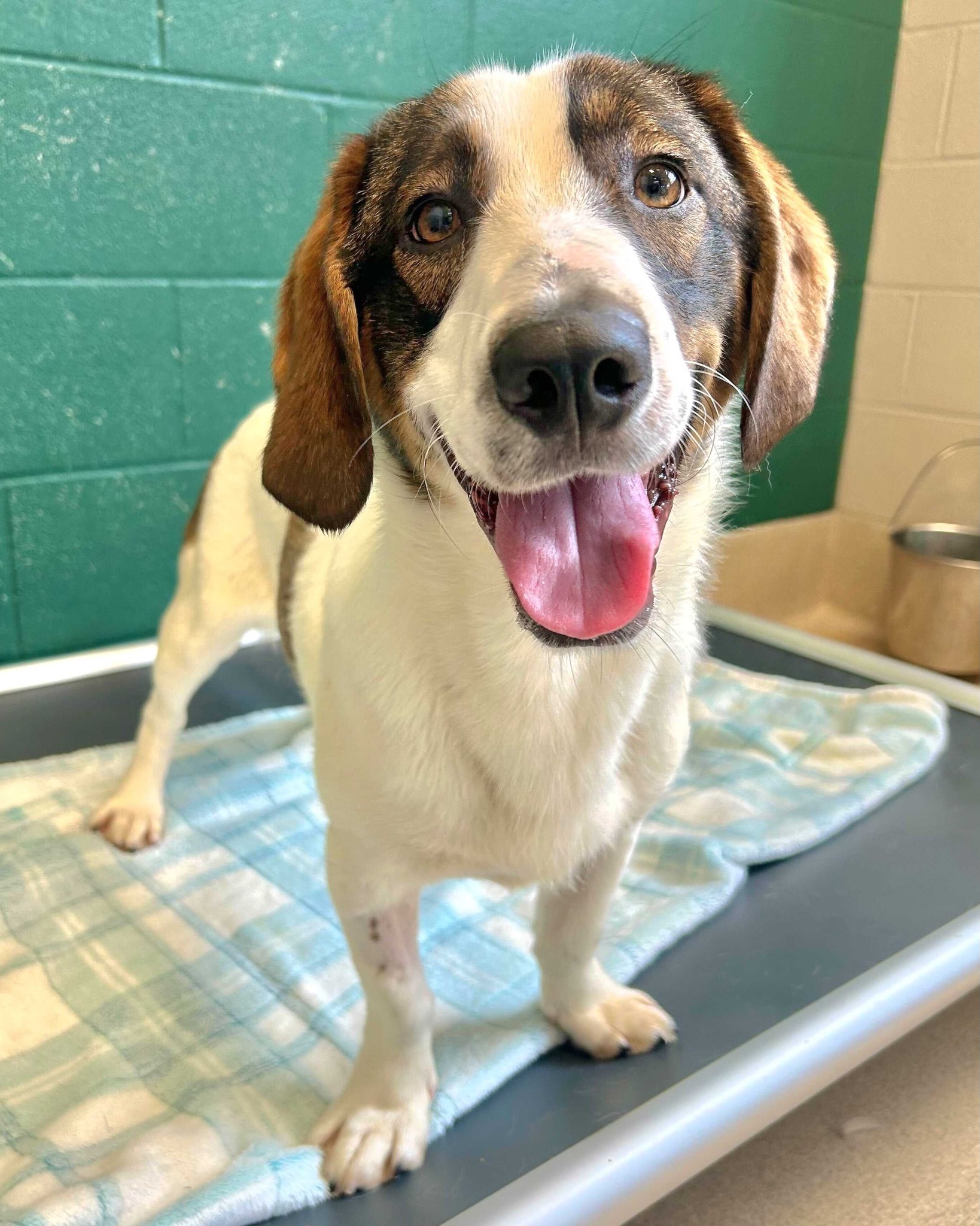 very sweet shelter dog