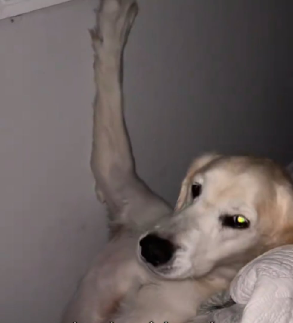 white dog in bed