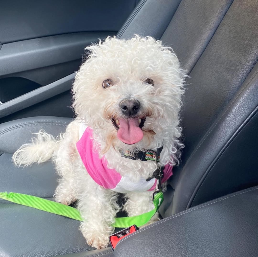 white dog in car