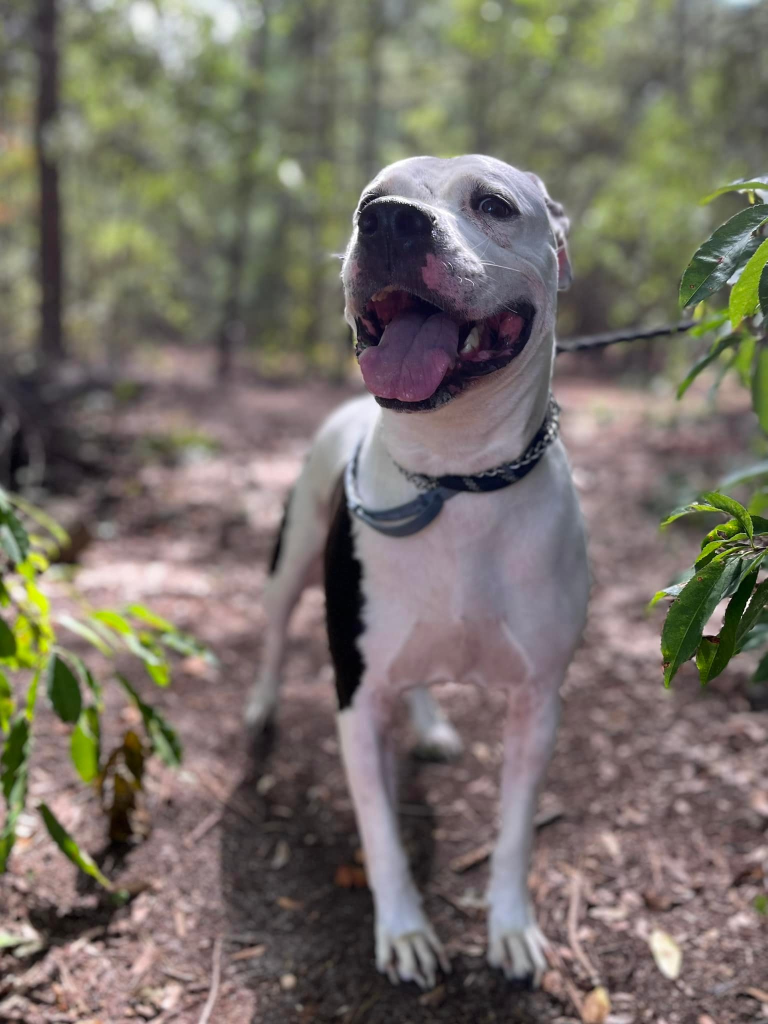 white dog in forest