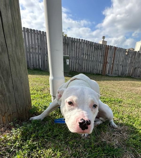 white dog in garden