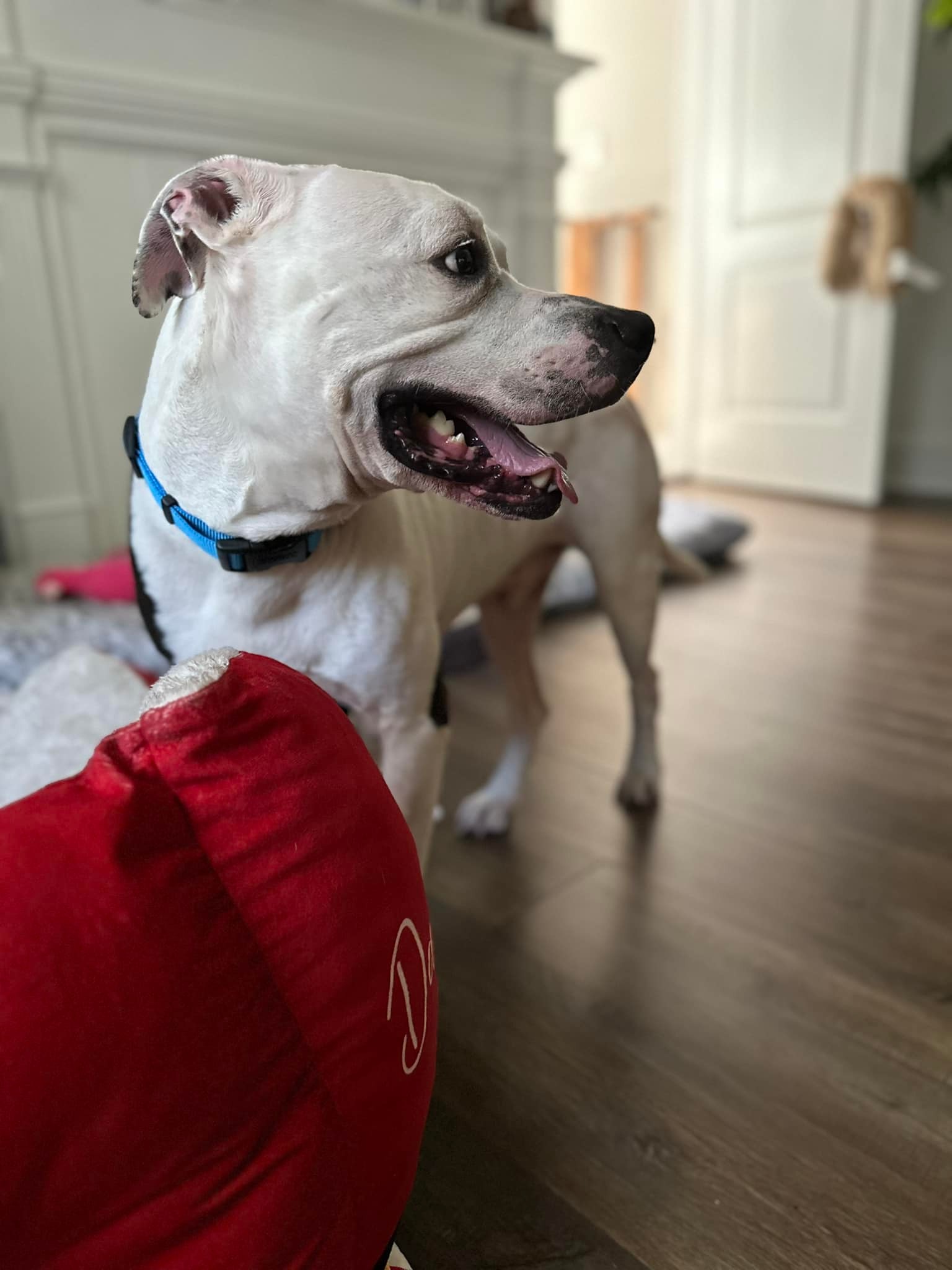 white dog in house