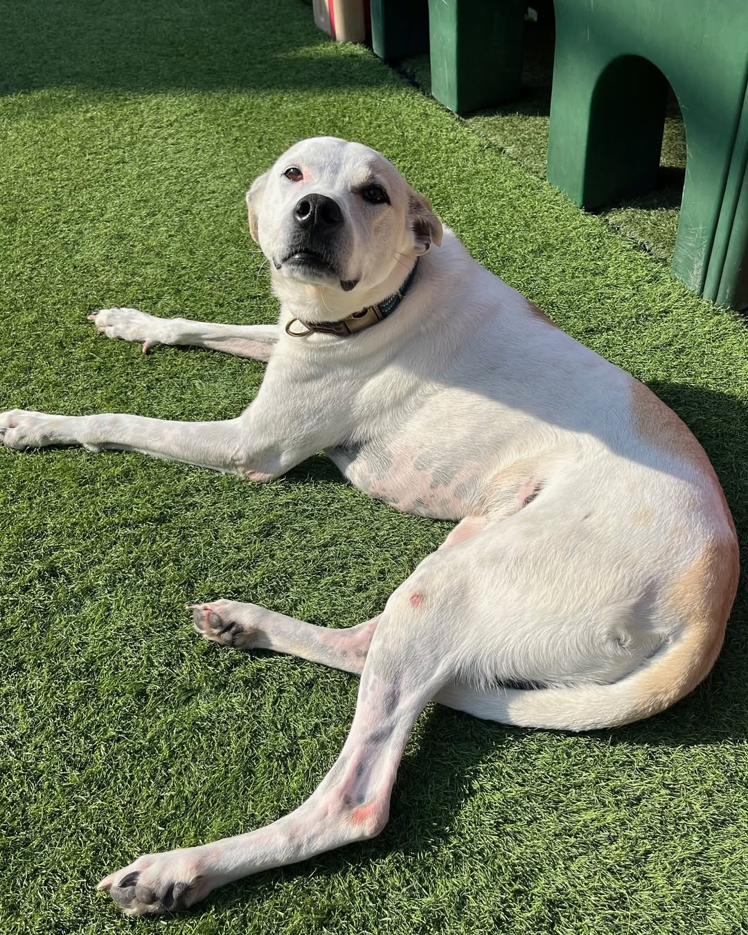 white dog laying down