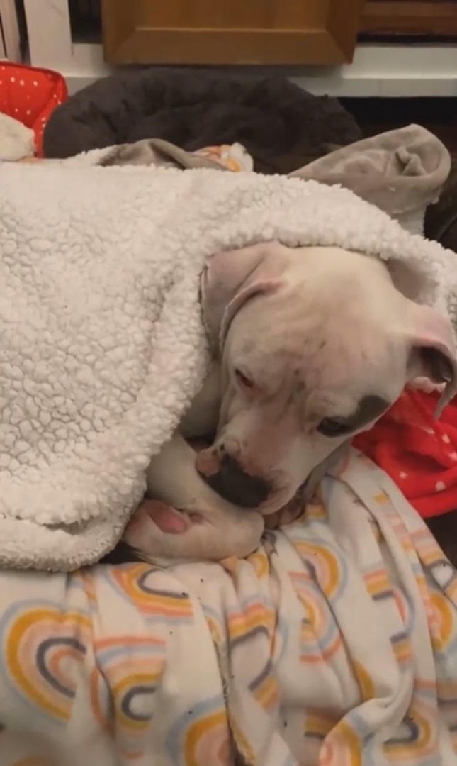 white dog laying in blanket