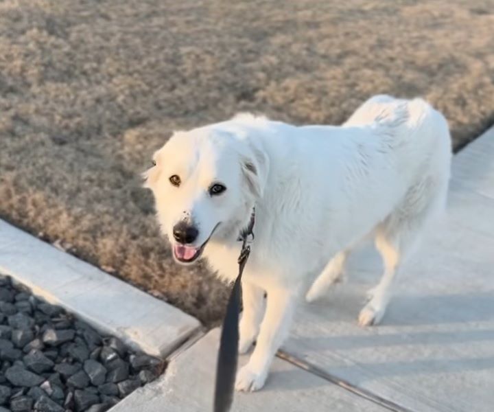 white dog on a leash