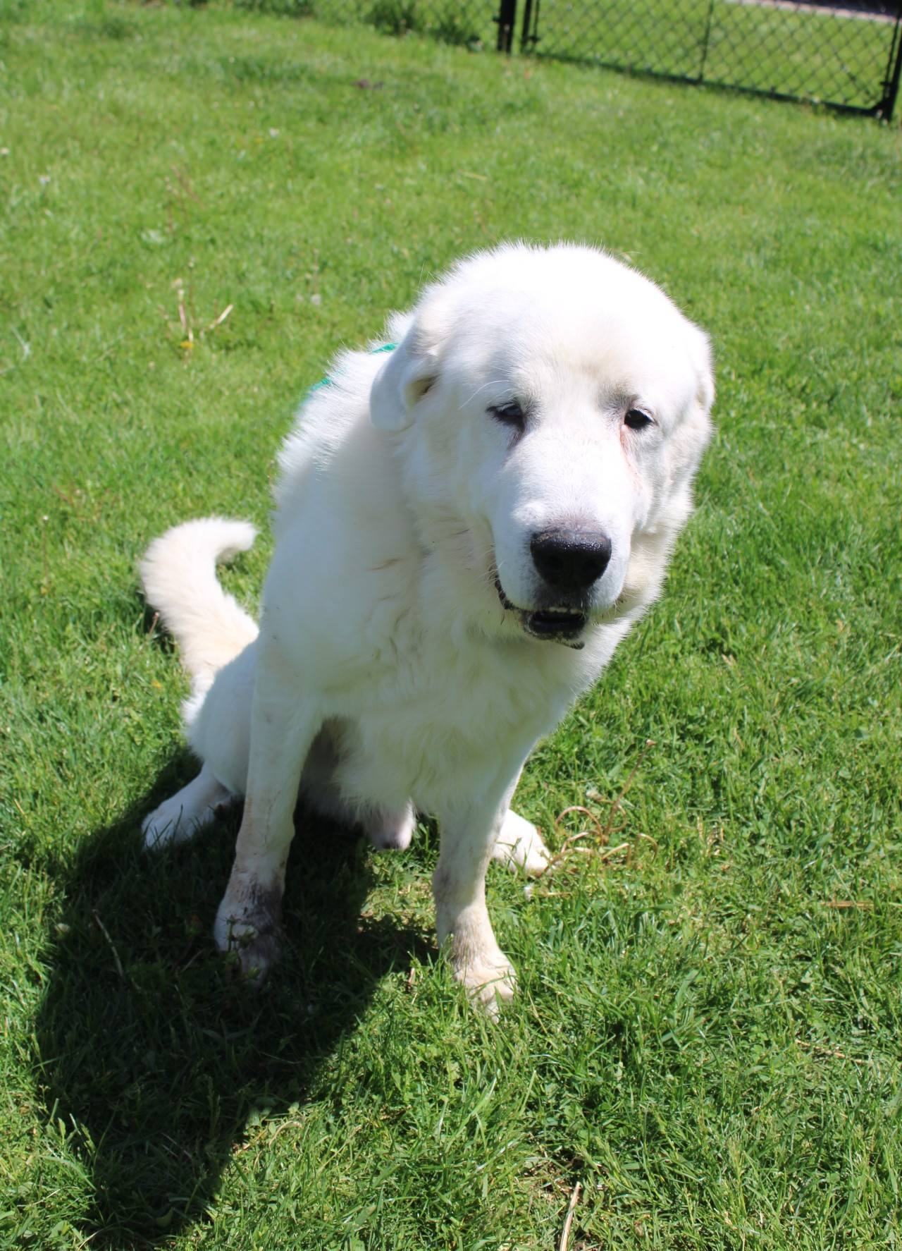 white dog sitting on grass