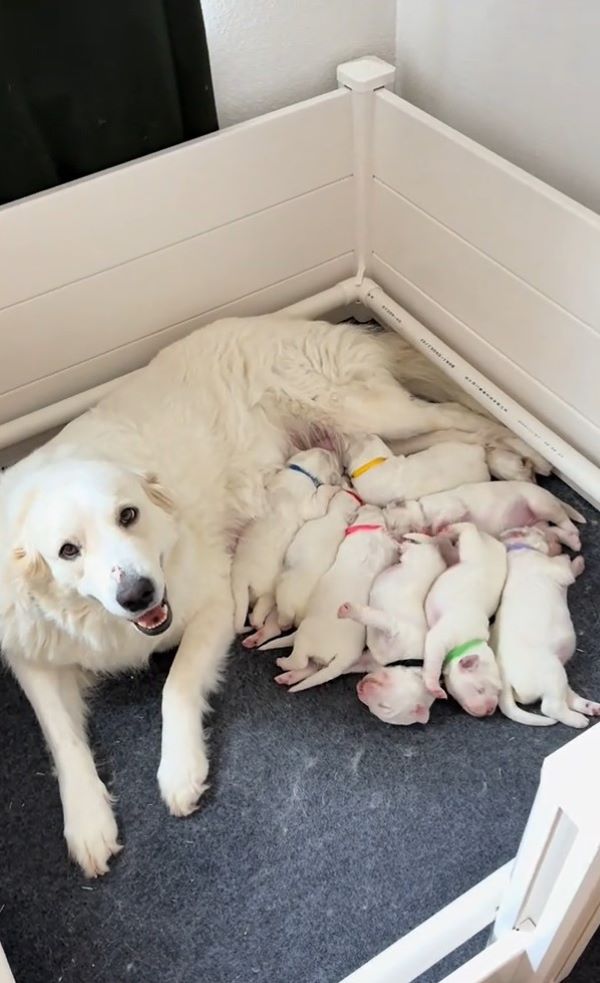 white mother dog and newborns