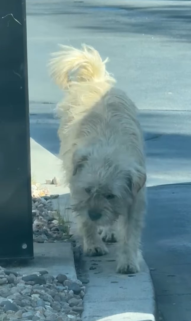 white stray dog