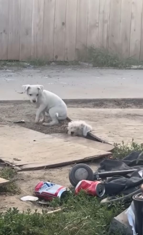 white stray puppy