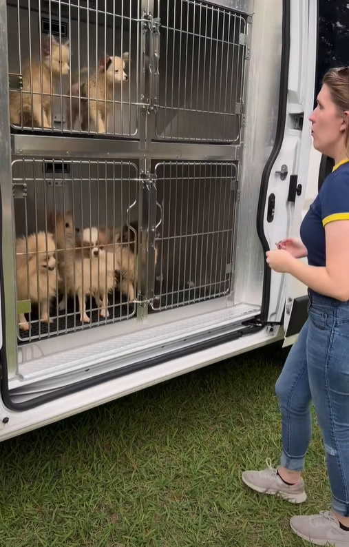 woman and four puppies in crates
