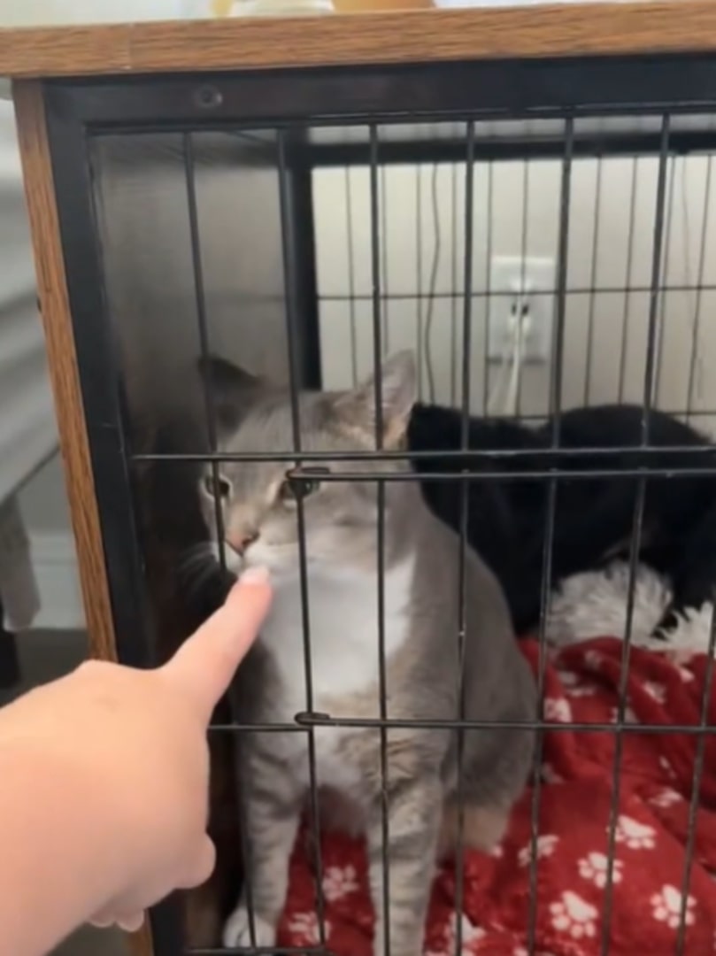 woman and gray cat