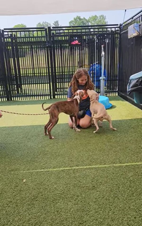 woman and two dogs