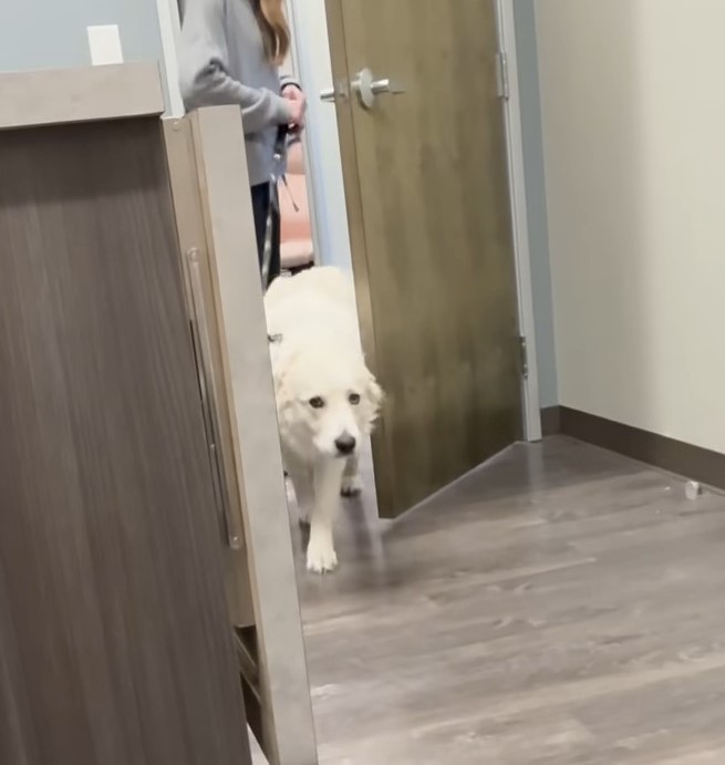 woman and white dog in house