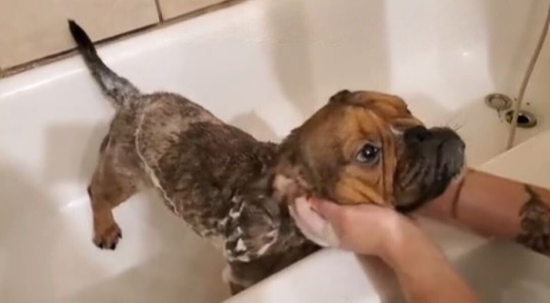 woman bathing a dog