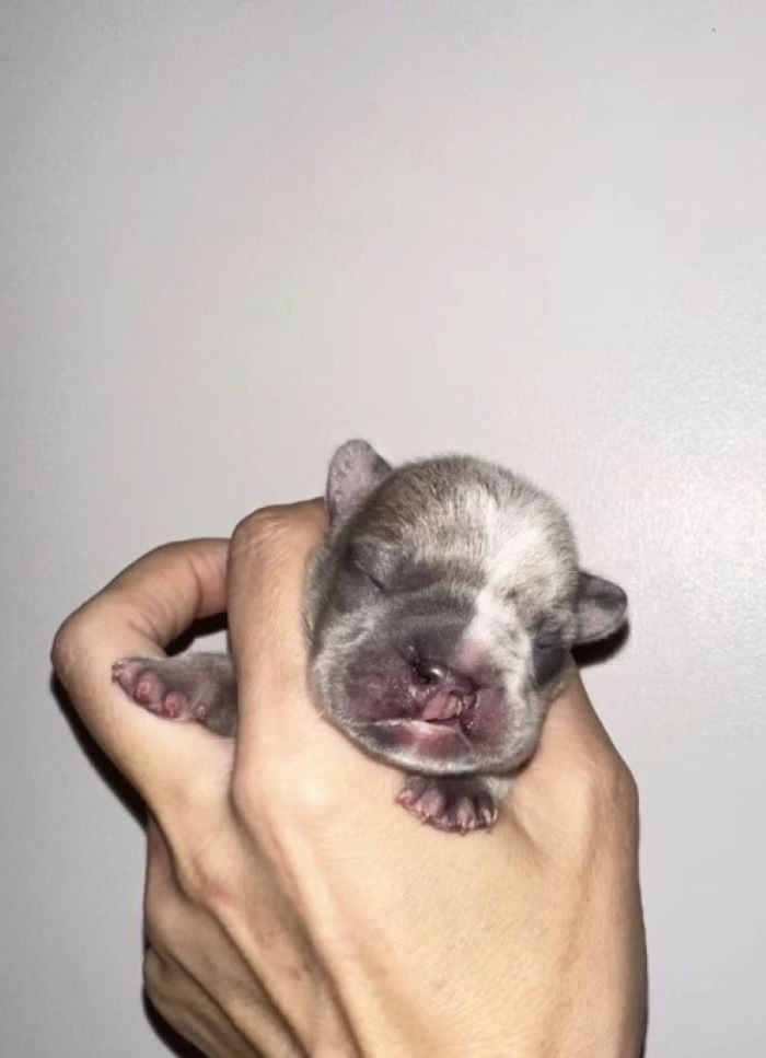 woman holding a defected puppy