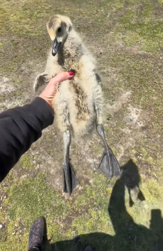 woman holding a gosling