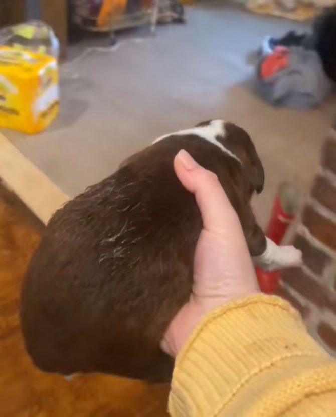 woman holding a tiny puppy