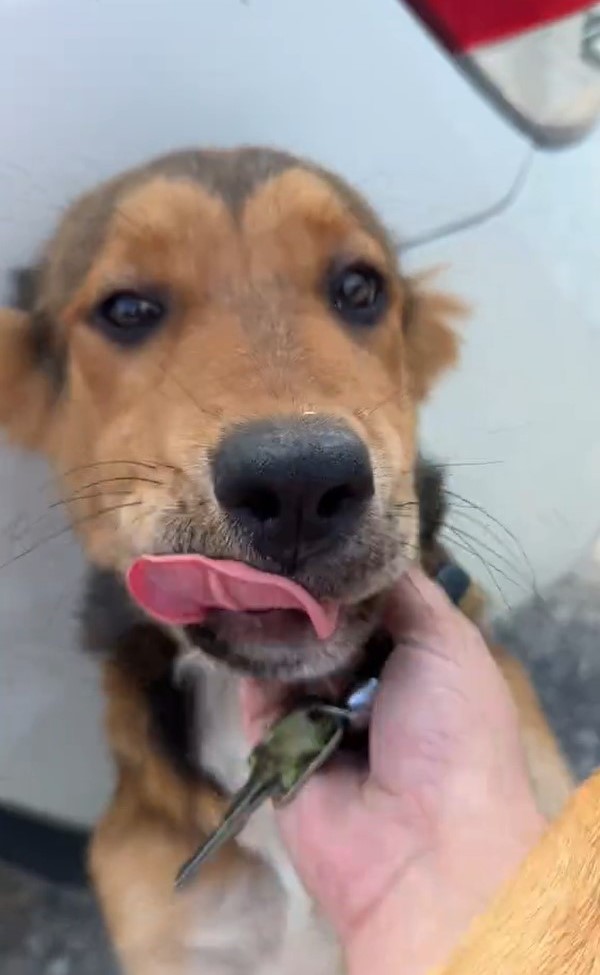 woman petting a dog