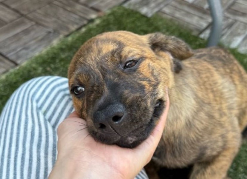 woman petting a sweet puppy